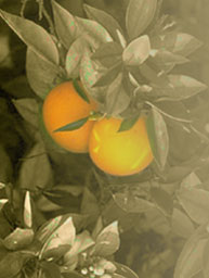 Oranges, Riverside, CA